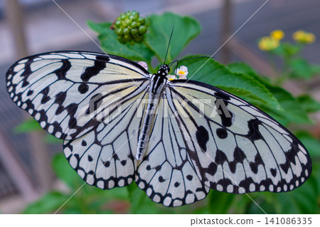 A large leaf-winged Great Mormon butterfly rests motionless on a vibrant green leaf. A large leaf-winged Great Mormon butterfly rests motionless on a vibrant green leaf. 141086335