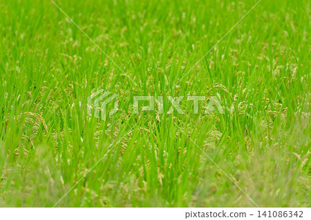 The rice paddies stretch out in a lush green, anticipating a bountiful harvest season. The rice paddies stretch out in a lush green, anticipating a bountiful harvest season. 141086342
