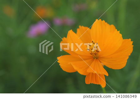 Yellow cosmos in bloom Yellow cosmos in bloom 141086349