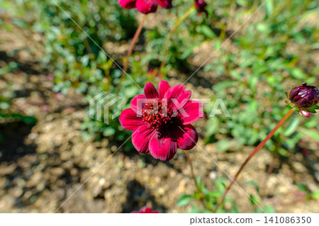 Chocolate cosmos flowers stand elegantly bathed in the soft autumn sunlight. Chocolate cosmos flowers stand elegantly bathed in the soft autumn sunlight. 141086350