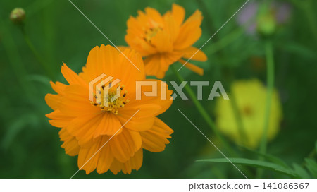 秋日波斯菊田中的黃色波斯菊 秋日波斯菊田中的黃色波斯菊 141086367