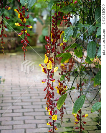 blossoms of a Thunbergia mysorensis blossoms of a Thunbergia mysorensis 141086509
