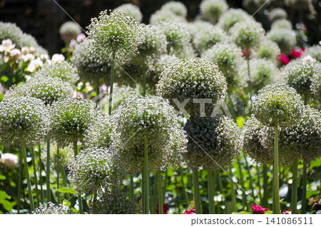 white blooming ornamental onions white blooming ornamental onions 141086511