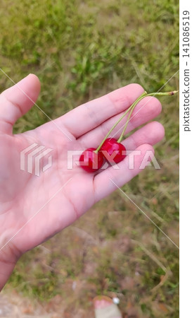 Hand holding two bright red cherries against blurred green grass background. Hand holding two bright red cherries against blurred green grass background. 141086519