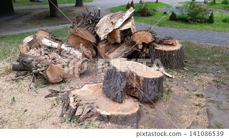 Freshly cut tree stumps and logs piled in park setting with sawdust and green grass Freshly cut tree stumps and logs piled in park setting with sawdust and green grass 141086539