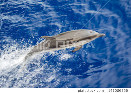 Striped dolphin jumping on the sea surface Striped dolphin jumping on the sea surface 141086566