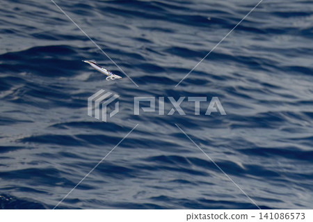 flying squid on sea surface flying squid on sea surface 141086573