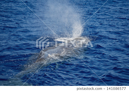 Sperwhale breathing on sea surface Sperwhale breathing on sea surface 141086577