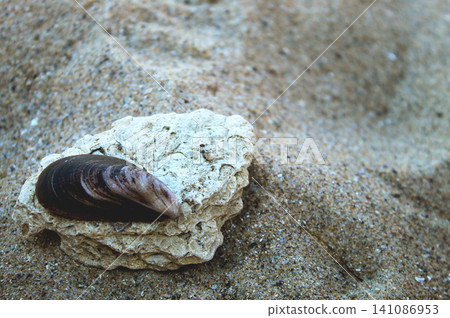 Marine Shell on Weathered Rock Composition Marine Shell on Weathered Rock Composition 141086953