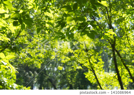 Lush green leaves in a vibrant summer forest park create a tranquil atmosphere for relaxation Lush green leaves in a vibrant summer forest park create a tranquil atmosphere for relaxation 141086964
