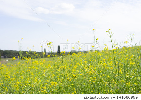 Colorful wildflowers sway gently in a sunny rural landscape with tall grass Colorful wildflowers sway gently in a sunny rural landscape with tall grass 141086969