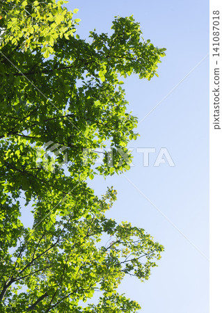 Bright summer leaves gently sway on tree branches against a clear blue sky 141087018