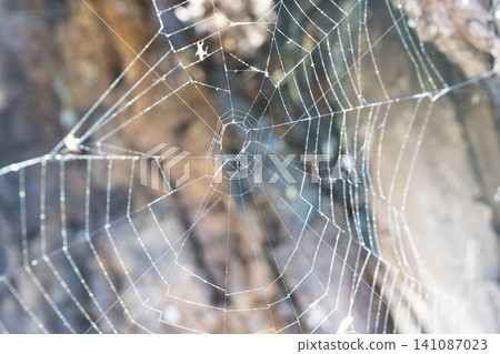 Intricate web structure glistening in sunlight at forest edge during early morning Intricate web structure glistening in sunlight at forest edge during early morning 141087023