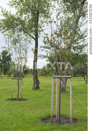 Young park tree seedlings thrive in summer grass surrounded by mature trees Young park tree seedlings thrive in summer grass surrounded by mature trees 141087036