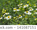Colorful field of wildflowers blooming in a rural setting during springtime 141087151