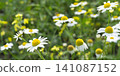 Rural field filled with vibrant flowers and golden ears under bright sunlight 141087152
