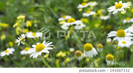 Rural field filled with vibrant flowers and golden ears under bright sunlight Rural field filled with vibrant flowers and golden ears under bright sunlight 141087152