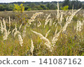 Golden ears of grass sway gently in the rural landscape on a sunny day 141087162
