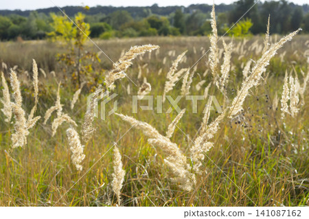 Golden ears of grass sway gently in the rural landscape on a sunny day 141087162