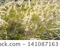 Beautiful rural field with golden flowers and tall grasses during sunny daylight 141087163