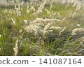 Field of rural flowers swaying gently in the breeze under a clear sky at midday 141087164
