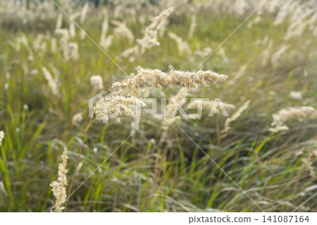 Field of rural flowers swaying gently in the breeze under a clear sky at midday Field of rural flowers swaying gently in the breeze under a clear sky at midday 141087164