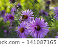 Colorful flowers attract bees in a vibrant rural field during a sunny day 141087165
