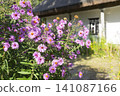 Vibrant rural flowers bloom beside a traditional thatched roof cottage 141087166