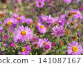 Colorful wildflowers bloom in a rural field with ears of grass swaying gently 141087167