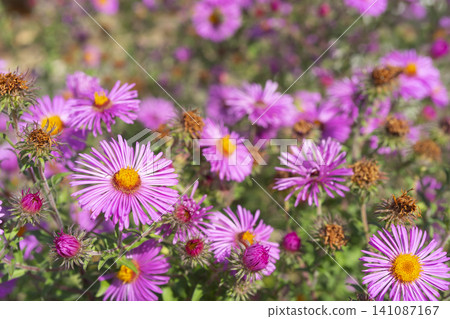 Colorful wildflowers bloom in a rural field with ears of grass swaying gently Colorful wildflowers bloom in a rural field with ears of grass swaying gently 141087167