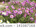 Vibrant flowers bloom in a rural field under the warm sun during springtime 141087168