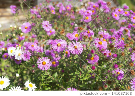 Vibrant flowers bloom in a rural field under the warm sun during springtime Vibrant flowers bloom in a rural field under the warm sun during springtime 141087168