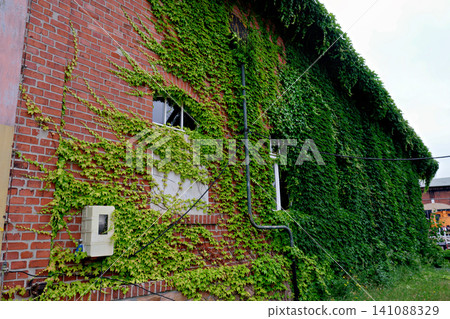 Red brick industrial building wall heavily covered with green ivy climbing plants Red brick industrial building wall heavily covered with green ivy climbing plants 141088329