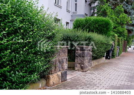 Cobblestone sidewalk next to a stone fence and green hedges Cobblestone sidewalk next to a stone fence and green hedges 141088403