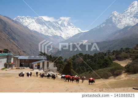 Herd of yak with Everest in background, Nepal Herd of yak with Everest in background, Nepal 141088825