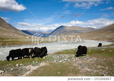 Domestic yaks at white river view, Altai Tavan Bogd National Park, Mongolia Domestic yaks at white river view, Altai Tavan Bogd National Park, Mongolia 141088867