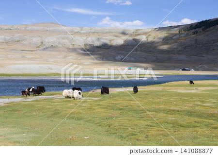 Domestic yak in Altai Tavan Bogd National Park, Mongolia 141088877