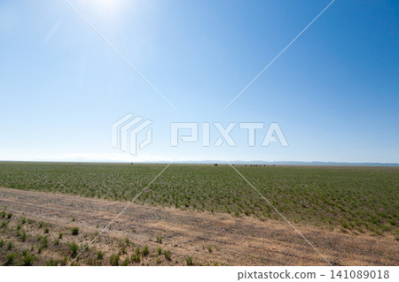 Dirt road in mongolian steppe, Gobi desert landscape, Mongolia Dirt road in mongolian steppe, Gobi desert landscape, Mongolia 141089018