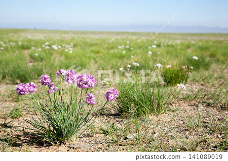 Blossom flowers in Gobi desert grassland, Mongolia Blossom flowers in Gobi desert grassland, Mongolia 141089019