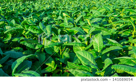 Close-up of fresh green tobacco leaves on the plant under the sunlight. Close-up of fresh green tobacco leaves on the plant under the sunlight. 141089054