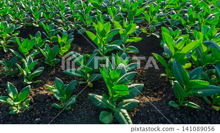 Close-up of fresh green tobacco leaves on the plant under the sunlight. Close-up of fresh green tobacco leaves on the plant under the sunlight. 141089056