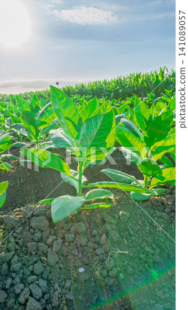 Close-up of fresh green tobacco leaves on the plant under the sunlight. Close-up of fresh green tobacco leaves on the plant under the sunlight. 141089057