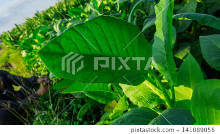Close-up of fresh green tobacco leaves on the plant under the sunlight. Close-up of fresh green tobacco leaves on the plant under the sunlight. 141089058