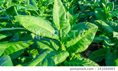 Close-up of fresh green tobacco leaves on the plant under the sunlight. Close-up of fresh green tobacco leaves on the plant under the sunlight. 141089065
