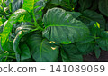 Close-up of fresh green tobacco leaves on the plant under the sunlight. 141089069