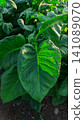Close-up of fresh green tobacco leaves on the plant under the sunlight. 141089070