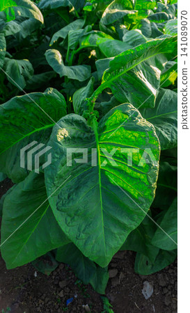 Close-up of fresh green tobacco leaves on the plant under the sunlight. Close-up of fresh green tobacco leaves on the plant under the sunlight. 141089070