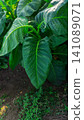 Close-up of fresh green tobacco leaves on the plant under the sunlight. 141089071