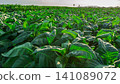 Close-up of fresh green tobacco leaves on the plant under the sunlight. 141089072