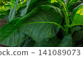 Close-up of fresh green tobacco leaves on the plant under the sunlight. 141089073